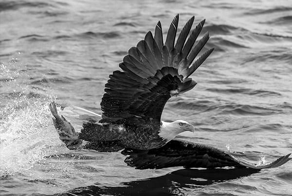 Essential Photography: Teleconverters for Wildlife blog10 free img